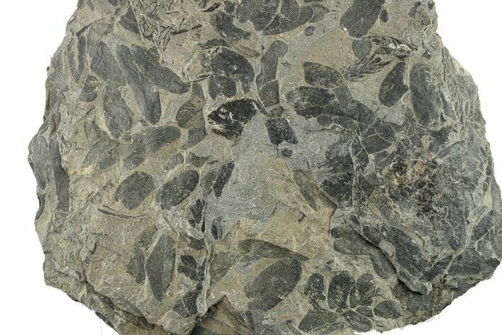 Pennsylvanian Fossil Fern (Neuropteris) Plate - Kentucky #258815